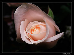 photo "Untitled photo"