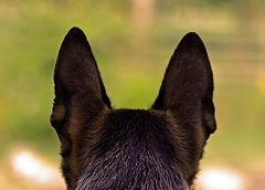 photo "guardian"