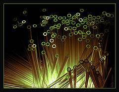 photo "Green Glass Etude"