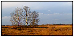 фото "Brothers"