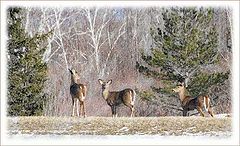 фото "Another Wildlife Post Card"