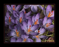 photo "Spring fire ...."