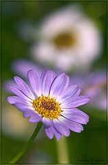 album "flowers"