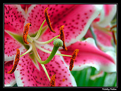 photo "Untitled photo"