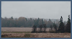 photo "Wet evening"