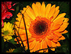 photo "Gilberia flower"