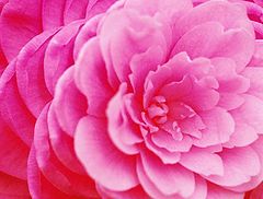 фото "Pedals in Pink"