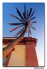 photo "Palm tree"