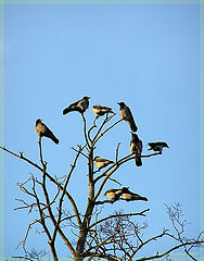 photo "Carrion-crows"