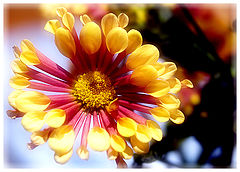 photo "Flowers To Ladies!"