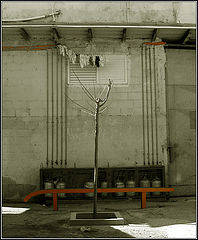фото "lines"