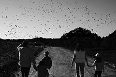 photo "the birds"