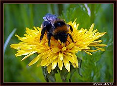 фото "tasty bee"