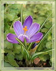 photo "Crocus"