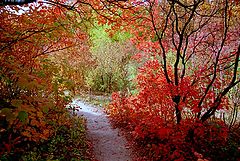 photo "Autumn track"