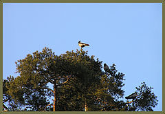 photo "Carrion-crows"