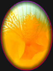фото "The Egg"