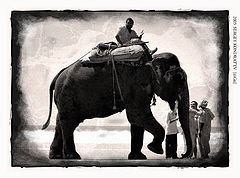 photo "The Elephant"