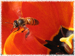 photo "bee"