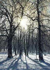 photo "Untitled photo"