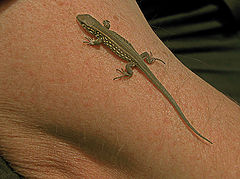 photo "Tattoo"