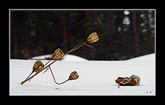 photo "The summer has passed."