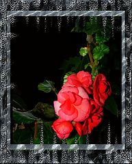 photo "***"