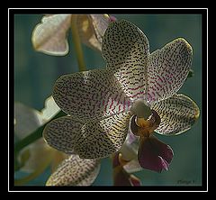 photo "... orchid ..."