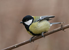 фото "Parus major"