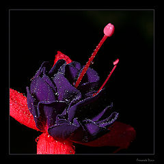 photo "Princess"