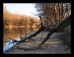 фото "The Log"