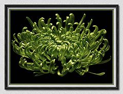 фото "green spider chrysanthemum"