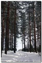 photo "Forest Road"