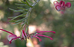 photo "Flower"