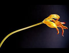 фото "..."
