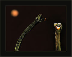 photo "from a life of matches: the darling look... someth"