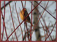 photo "A sparrow"