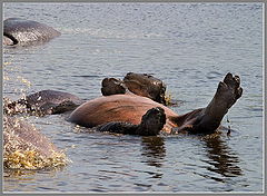 фото "Relax"
