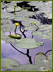 photo "Illusions"