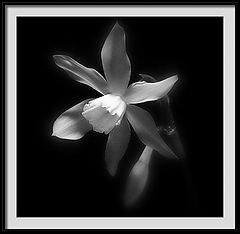 фото "narcissi"