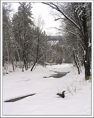 photo "The spring is coming"