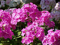 photo "Colours of summer: pink"