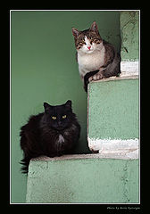 photo "Hierarchy"