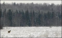 photo "FoxField"