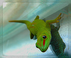 photo "The Stare of Basilisk"