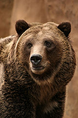photo "Grizzly Bear"