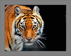 photo "Tiger, Baton Rouge Zoo"