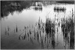 photo "other rush"
