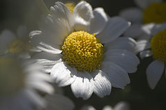 photo "Daises in the shadow"