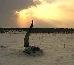 photo "The horn"
